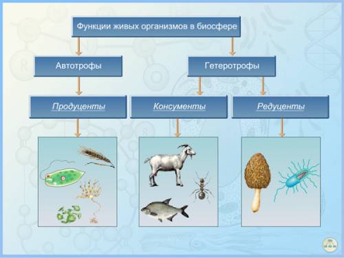 Сделать схему: роль живых организмов в биосфере