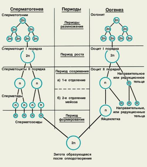 Таблиця схема утворення статевих клітин