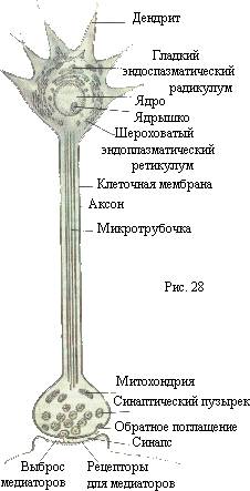 Структура нейрона не включает в себя; а сому б реиикулум в дендриты г коллатерали