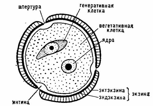 Какие клетки имеются в пыльцевом зерне? ?