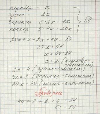 Всекции клуба собаководства зарегистрировано 54 спаниеля. из них сусекс-спаниелей в 2 раза больше, ч