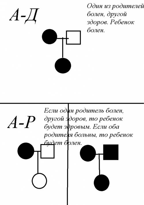 Чем аутосомно-доминантный тип наследования отличается от аутосомно-рецесивного