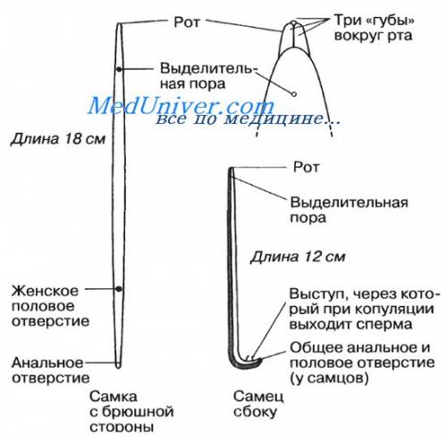 Особенности строения и особенности жизнедеятельности аскариды