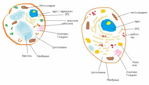 Нарисуйте схемы животной и растительной клеток видимых под оптическим микроскопом