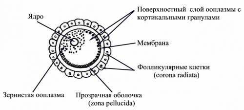 Повідомлення на тему будова яйцеклітини. картинки