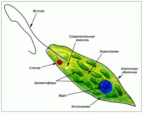 50 только ! рисунки с подписью амёбы,эвглены зелёной, инфузории туфельки(рисунок их самих и какие у