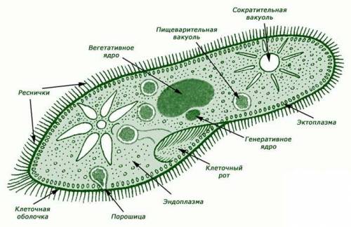 50 только ! рисунки с подписью амёбы,эвглены зелёной, инфузории туфельки(рисунок их самих и какие у