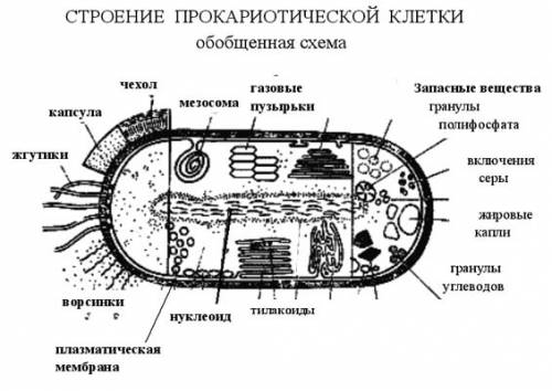 Киньте фотку строения клетки бактерии