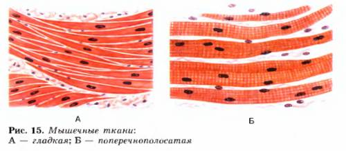 Найти картинки: ткани в микроскомическом(через микроскоп) виде: 1)ткани желудка, 2)кровь, 3)гладкая