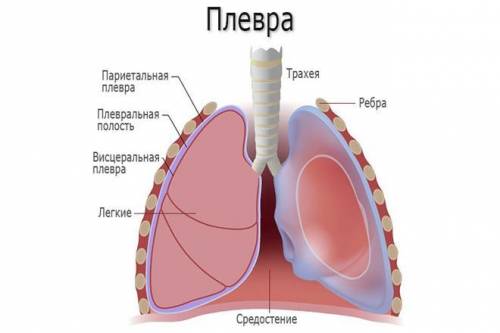 Что такое плевральная полость и плевра?