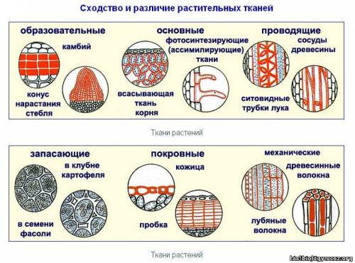 Нужна если найдёте или попадётся скиньте ссылку нужна таблица на тему: типы ткани растений их особен