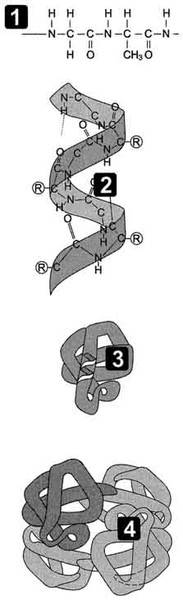 Что собой представляют первичная, вторичная, третичная и четвертичная молекулы белков?