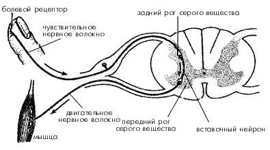 Что такое рефлекс и рефлекторная дуга ? примеры рефлекторной дуги