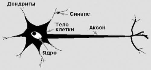 Зарисуйте нейрон.подпишите название его частей.