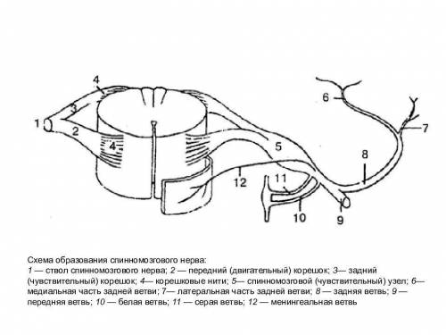 Смешанные спинномозговые нервы строение и выполняемые 32 √