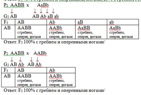 Скрестили гомозиготного петуха, имеющего гребень (а) и оперённые ноги (в), с гетерозиготной курицей