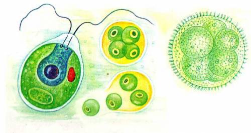 Мне нужна картинка клетки хламидомонады при малом и большом увилечение, и ещё фото клетки хлореллы п
