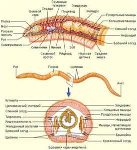 Нарисуйте дождевого червя обозначьте части тела