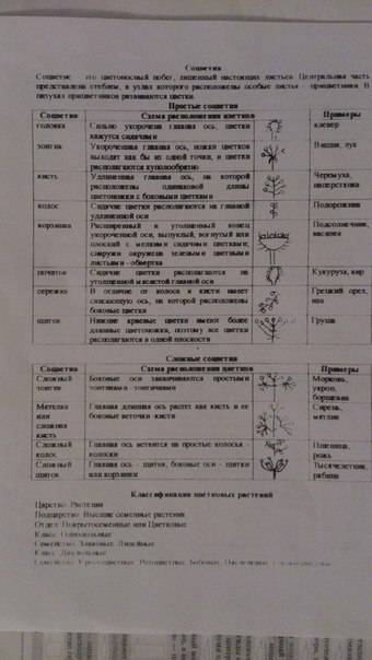 Заполните таблицу типы соцветий соцветие схема растения