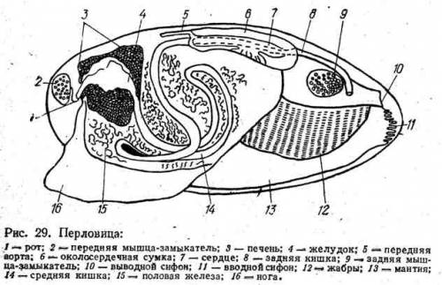 Строение раковины беззубки (рисунок)