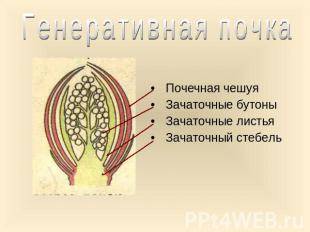 Как выглядит сторонние генеративной и вегетативной почки? с рисунком нужен рисунок