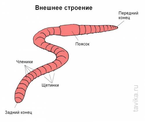 Схематичное строение дождевого червя (картинка)