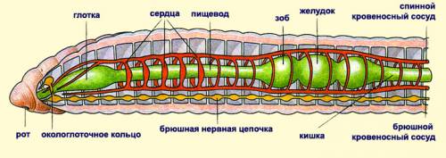 Внешнее строение дождевого червя (рисунок)