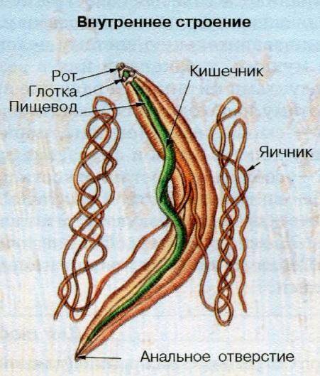 Анальное отверстие впервые появляется у: 1)круглых червей 2)ленточных червей 3)малощетинковых