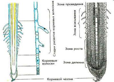 Начертите таблицу : -зоны корня - строение -функции -