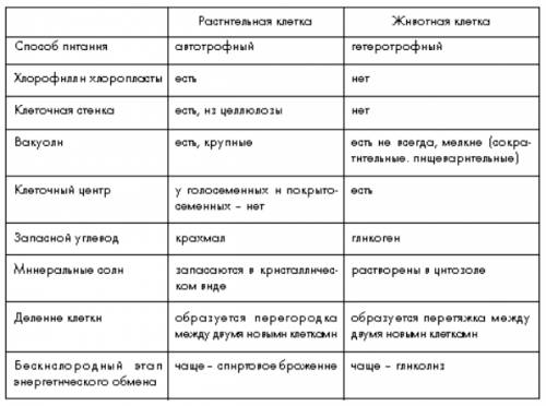 Сравнение строения растительной и животной клеток какая есть клеточноя стенка