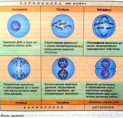 Заполните таблицу , 9 класс,фазы митоза : графы (фазы и изменения в клетке)