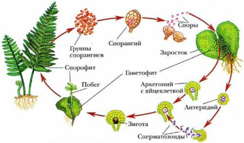 Где растут плауны хвощи и папоротники .каково их строение какие ростения -попоротники или мхи -имеют