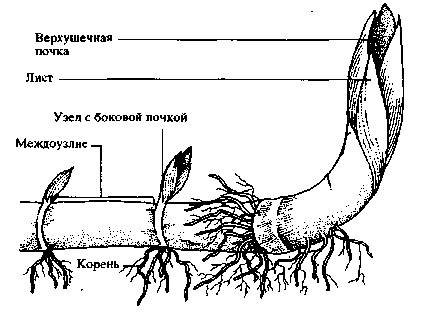 Есть ли у стебля: корневище,клубень ест ли у почки: корневище,клубень есть ли у листьев: корневище,к