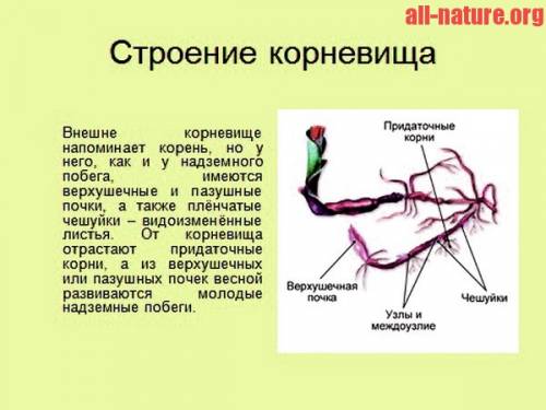 Есть ли у стебля: корневище,клубень ест ли у почки: корневище,клубень есть ли у листьев: корневище,к