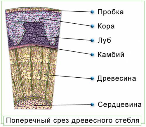 Есть ли у стебля: корневище,клубень ест ли у почки: корневище,клубень есть ли у листьев: корневище,к