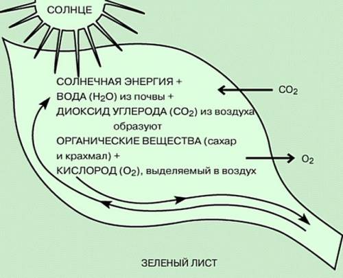 Каким образом солнечная энергия накапливается в клетках зеленых растений ?