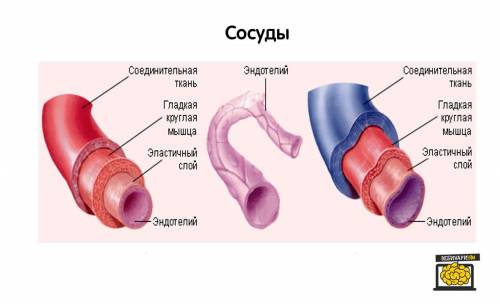 Опишите строение и функции сердечно-сосудистой системы. назовите методы её исследования и показатели