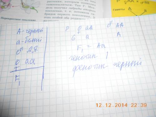 По- у морских свинок черный цвет доминирует над белыми. какое потомство можно ождат от черной и бело