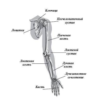 Назовите подвижные полуподвижные и неподвижные кости человека