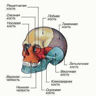 Назовите подвижные полуподвижные и неподвижные кости человека