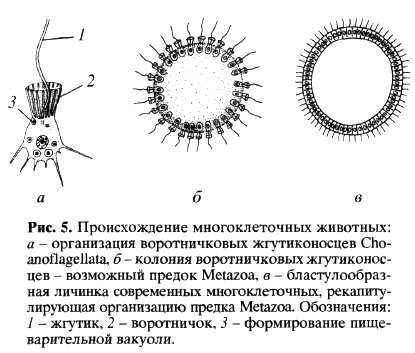 От каких организмов произошло губки