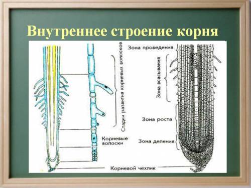 Нарисовать в тетради строение корня, обозначить зоны корня