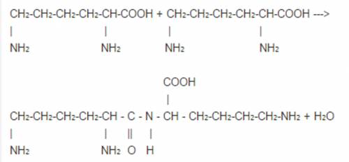 Напишите уравнение реакции образования дипептида лизина