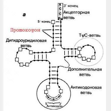 Зарисуйте схематично молекулу трнк и подпишите ее основные части.