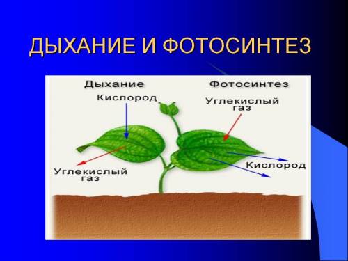 Составьте рассказ о дыхании растений. плз !