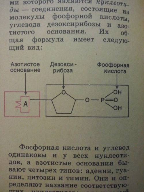 Зарисуйте схему строения нуклеотида(общая