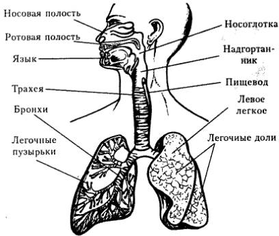 Какая трубка находится рядом с трахеей