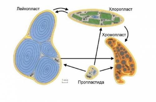 1. как происходят взаимопревращения пластид 2. каковы функции ядра? 3.классификация прокариот.