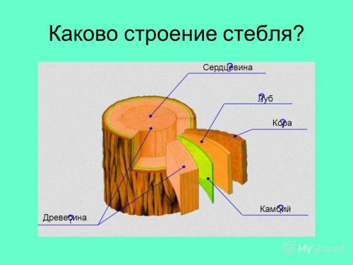 Каково внутреннее строение стебля дерева или кустарника?