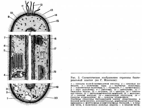 Опишите строение бактериальной клетки.